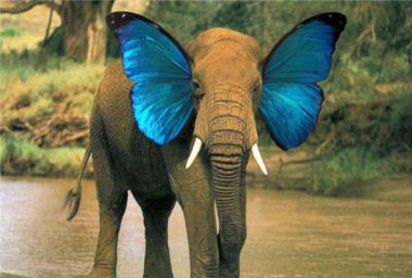 59_Hillaert_elephant-butterfly-1.jpg